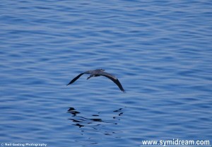 We were walking to Nimborio on Wednesday when we spotted and old bird. Stop it now. Be nice, I wasn't talking about a person. I was talking about this great big winged beast that took off from down at the water’s edge below and then made its lazy way across the sea to another cove. Neil managed to grab a photo, though it was at a distance by then so he had to crop in. Looks like a heron to me, but I'm not sure which kind. I looked at Symi Flora and Fauna, on the birds page, http://symifloraandfauna.jigsy.com/birds but didn’t see anything that looked similar, so I will have to hope that Lyndon sees this and identifies it. I am sure Neil won’t mind if you use the image either, as you always credit photographers I notice. That was just one of the day’s highlights, others included a wonderful lunch, long chats over too much wine, and a lift home again afterwards, followed by some unnecessary Andrew Lloyd Webber – there’s one note that Emmy Rossum hits during ‘The point of no return’ that I wanted to hear again, it’s a low note, no disrespect intended to Miss Rossum. I just went to check up on the spelling of her name and found myself at the Wiki page for the show and that reminded me that I went to the first Saturday performance at Her Majesty’s Theatre, an event I remember well. I’d caught the train down from Lancaster where I was living at the time (because it would be silly to catch it from there if I was living somewhere else) and had arranged to stay with a friend in London overnight. This was on Saturday 11th October 1986 and I had arranged to meet said outside the theatre after the show as I didn’t have anywhere else to stay that night and couldn’t afford a hotel. The show happened, that’s another story, and I waited outside in a very busy Haymarket. And I waited, and waited, until about an hour later, when all the traffic had died down, there was still on said of friend. This was long before mobile phones and all that jazz (that’s another show) so there was nothing I could do apart from consider a night at Euston station, not a nice thought. Then I hit upon the idea of heading to the bar and searching for the soon to be ex-friend there, but could I remember the name of it? Could I buffalo. I stood there for ages (even saw Miss Brightman and Mr Crawford leave the theatre, separately) watching the cars going back and forth and trying to remember the name of this damn club. Wandering through Piccadilly and crossing the busy streets the name if it would not come back to me. So, there was nothing else to do but head to the station and see what time the first train was. About seven or eight hours later, at least. In the end I wound up in a very sleazy hotel in Kings Cross where the sounds from within the mattress kept me awake most of the night. In the morning I had breakfast with some very nice homeless folk and eventually caught the train back. Back in Lancashire I phoned my mate and found out that he’d completely forgotten due to a christening party and too much tequila, so thanks very much (Rad, you know who you are). Oh yes, and the name of the club I’d tried to recall while dodging traffic? It was called ‘Traffic.’ And the reason I know the exact day is because I looked it up on a ‘find what day you were born’ site where I also discovered that I am 18,854 days old, which is a bit scary, but not as scary as it would be if I were a dog, then I’d be 357 years old. Even scarier would be the fact that a dog wrote what you've just been reading.