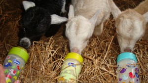 Bottle feeding. Photos from Suzan Rashid