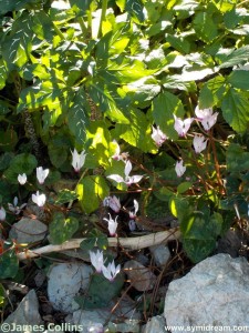 Images from Symi Greece