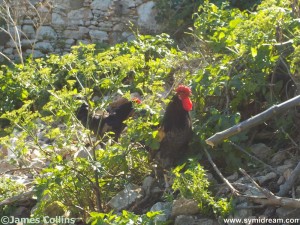 Images from Symi Greece
