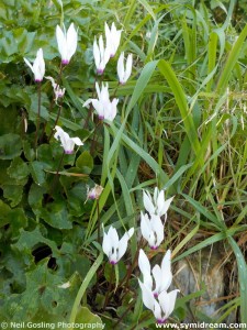 Images from Symi Greece