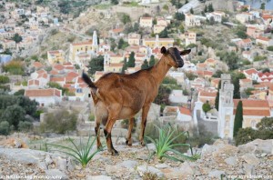 Images from Symi Greece