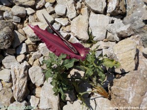 Images from Symi Greece
