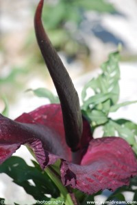 Images from Symi Greece