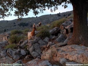 Images from Symi Greece by Neil Gosling and James Collins