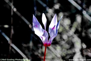 Images from Symi Greece