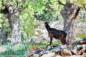 Images from Symi Greece