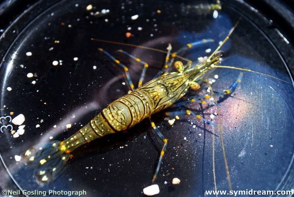 Images from Symi Greece by Neil Gosling and James Collins