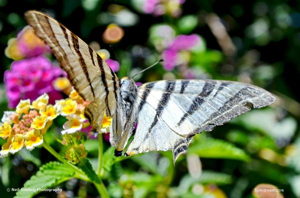 Images from Symi Greece by Neil Gosling and James Collins