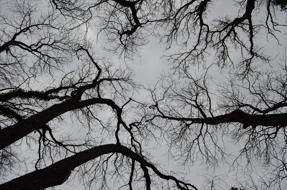 Romanian trees, part of the inspiration