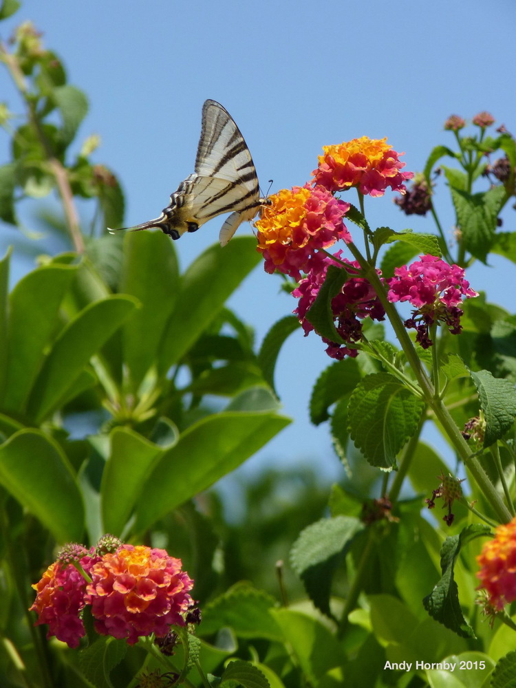 Swallowtail on Lantana up the Kali Strata