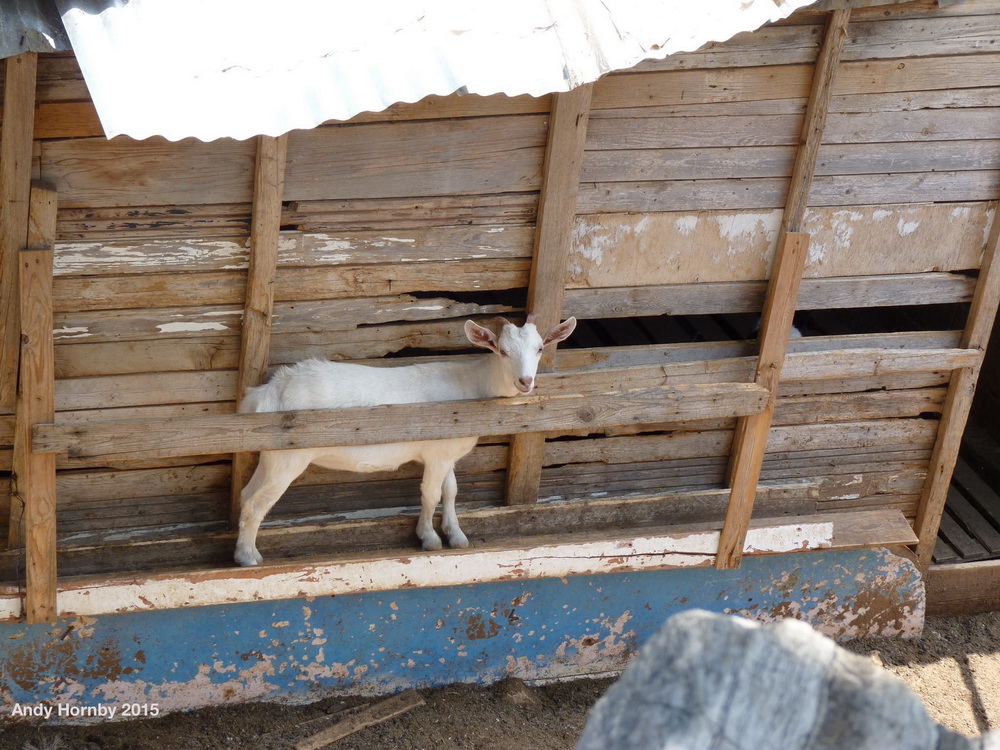 Very useful goat rack on the walk to Nimborio