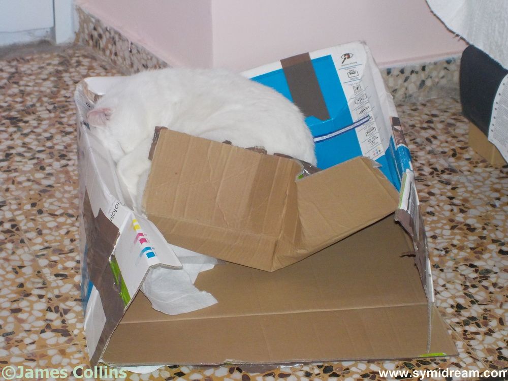 Give a cat a box...