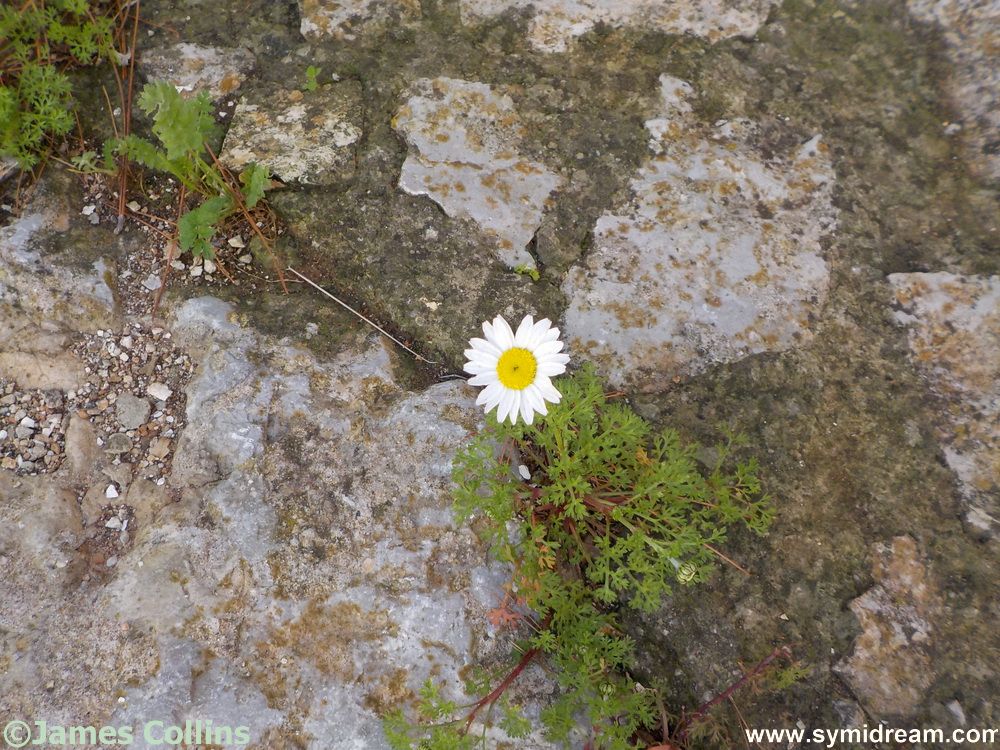 Expats are country-less after 15 years, did you know?