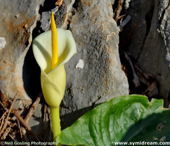 Start of Lent in Greece