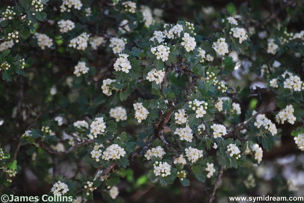 Symi flora and Fauna