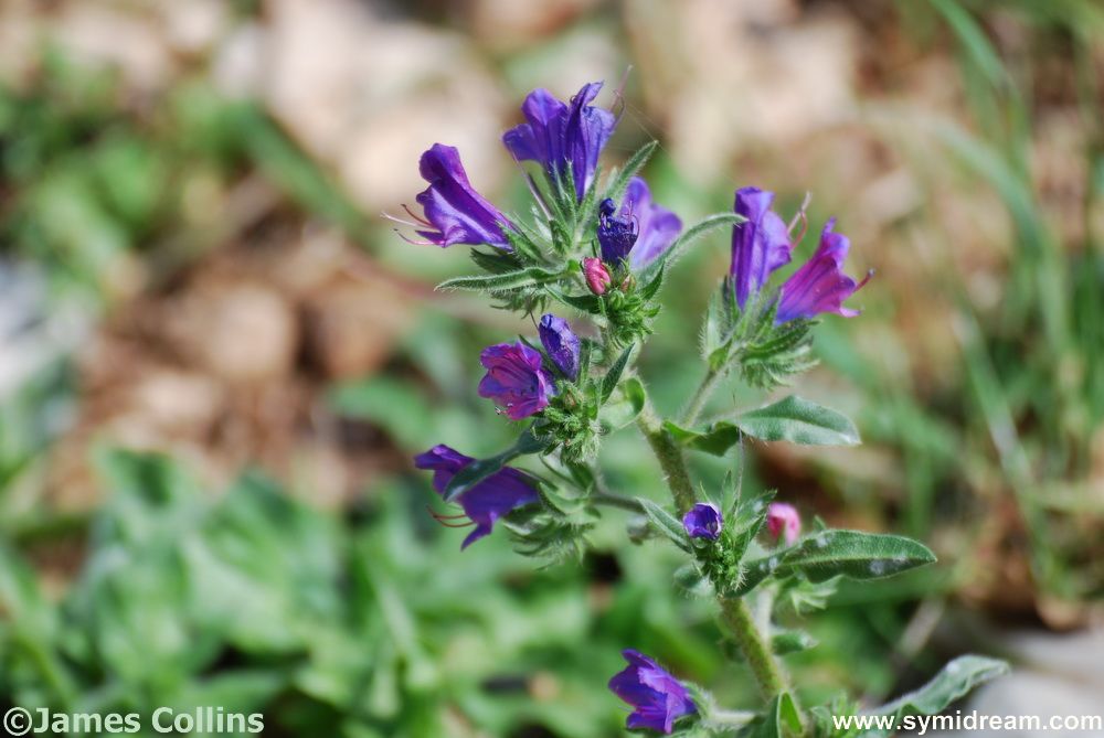 Symi flora and Fauna
