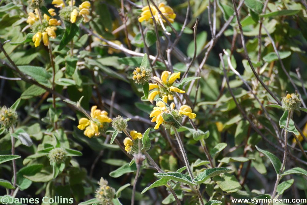 Symi flora and Fauna