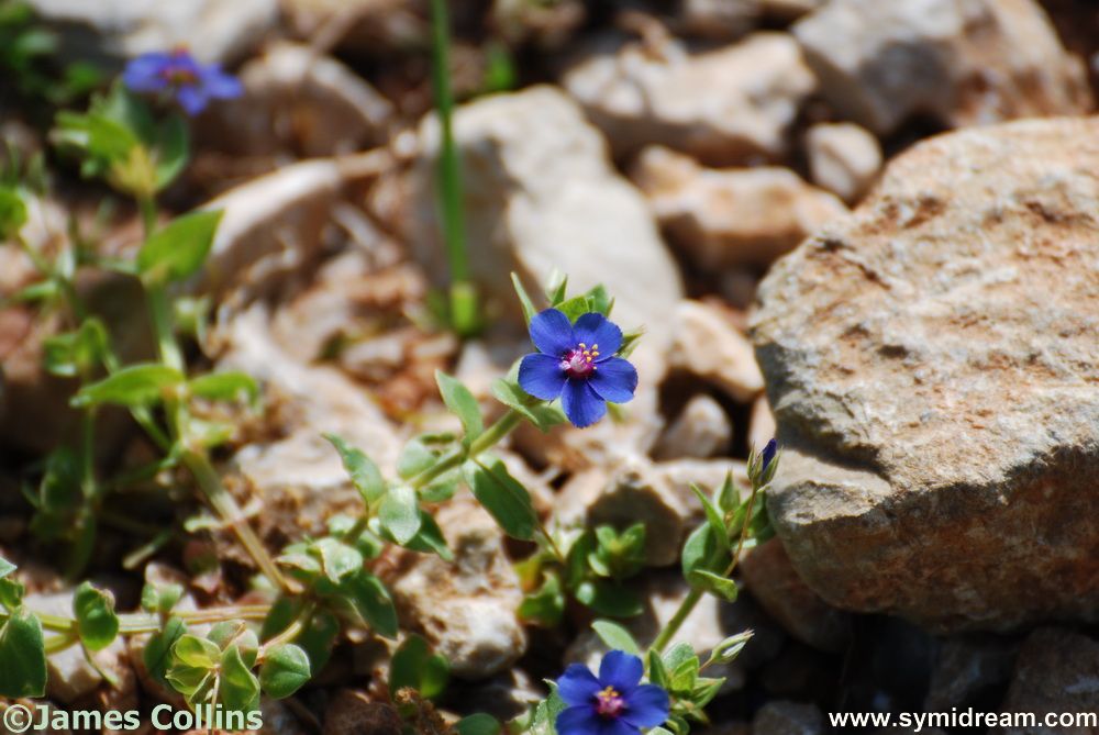 Symi flora and Fauna
