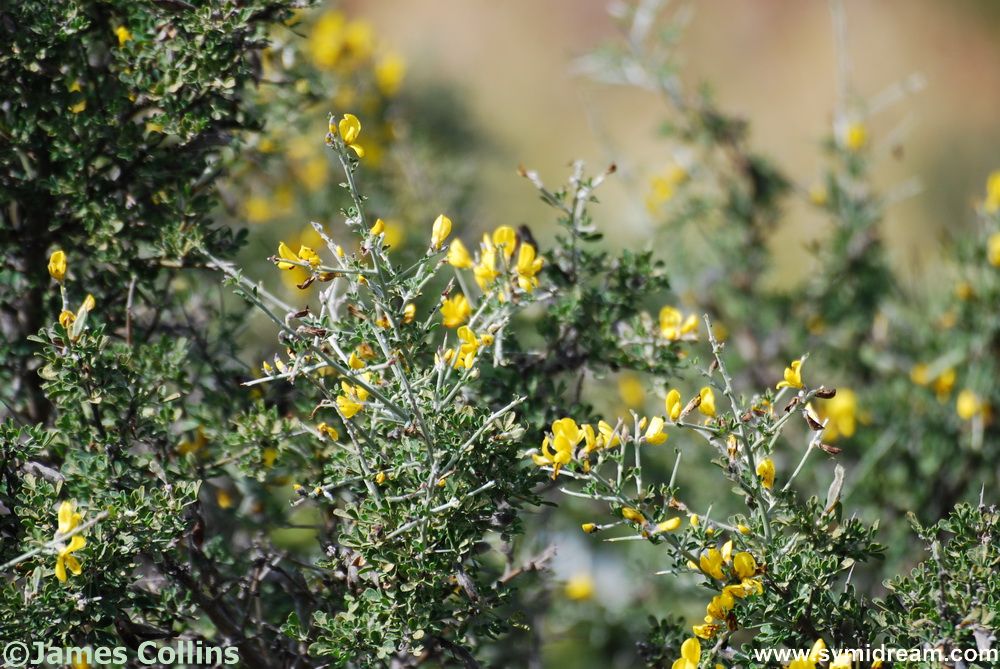 Symi flora and Fauna
