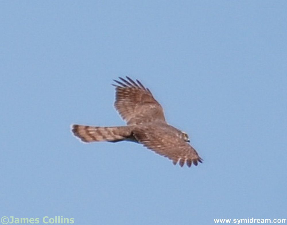 Symi flora and Fauna