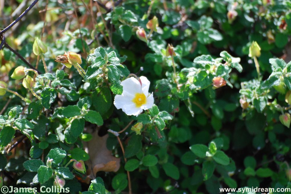 Symi flora and Fauna