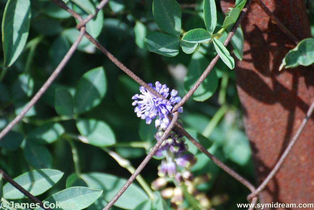 Symi flora and Fauna