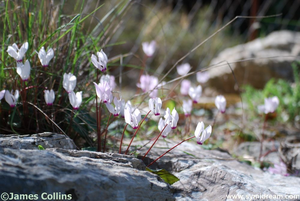 Symi flora and Fauna