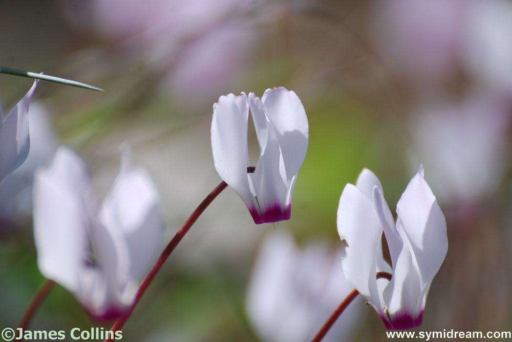 Symi flora and Fauna