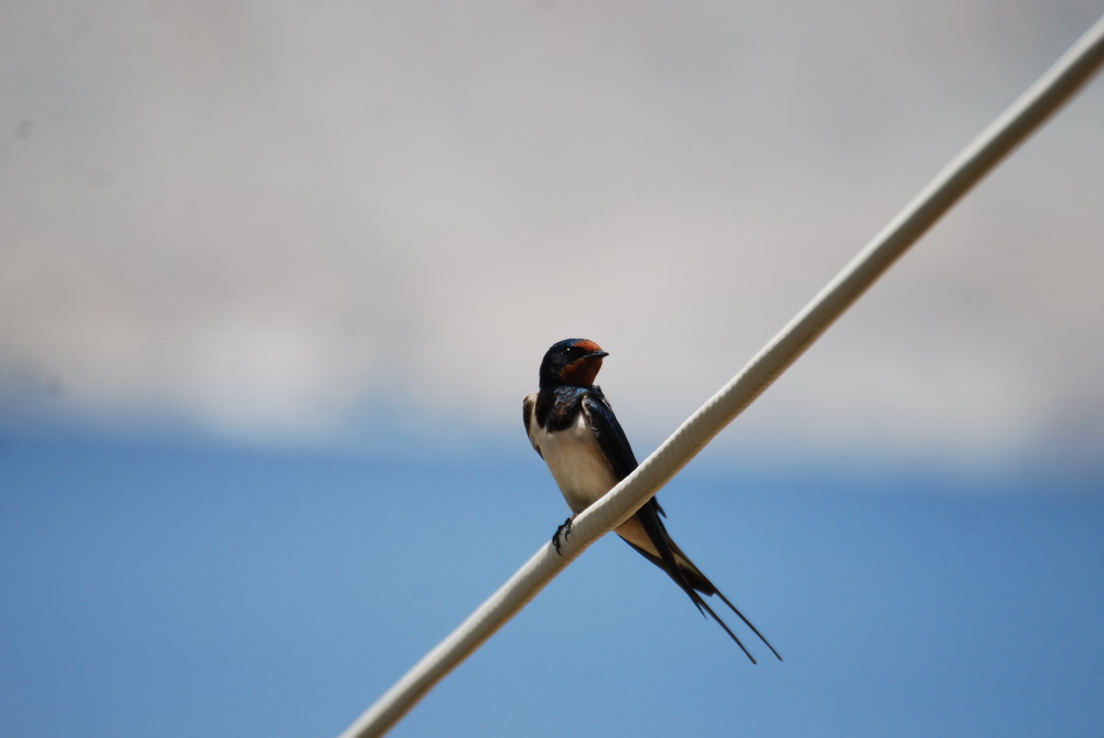 Symi Greece Symi Dream
