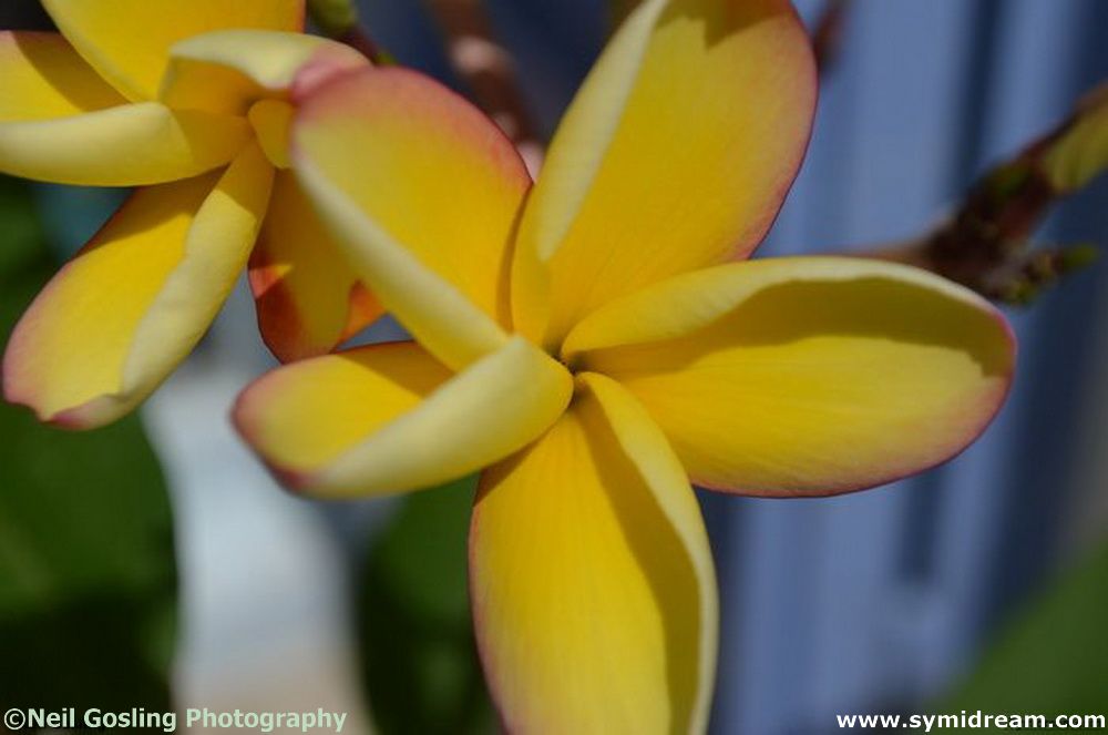 Symi Greece Symi Dream