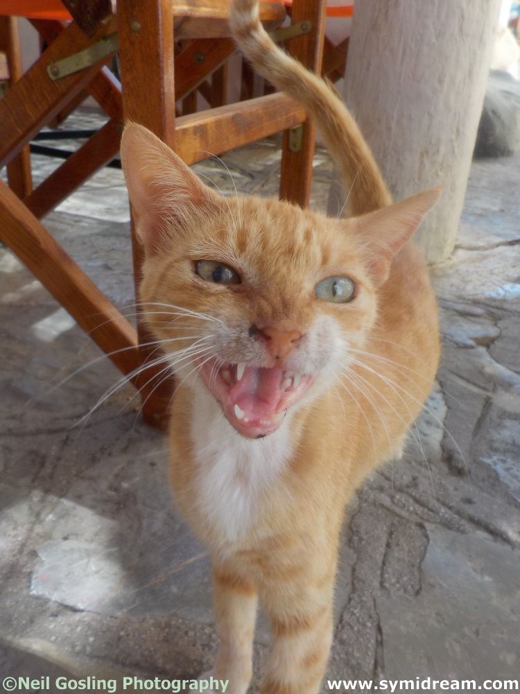 Symi Greece Symi Dream photos