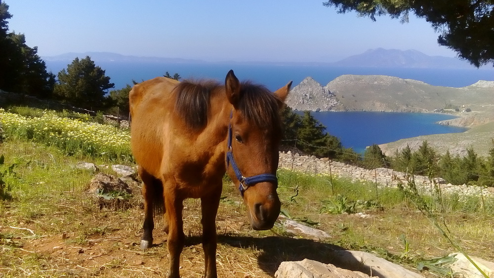 Symi Greece Symi Dream photos