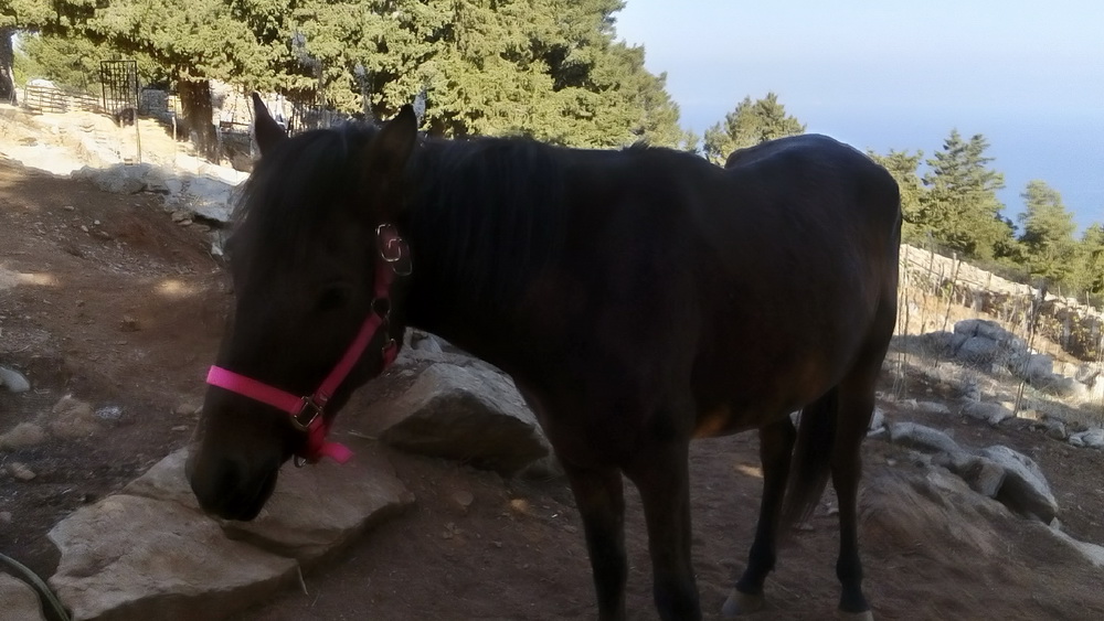 Symi Greece Symi Dream photos
