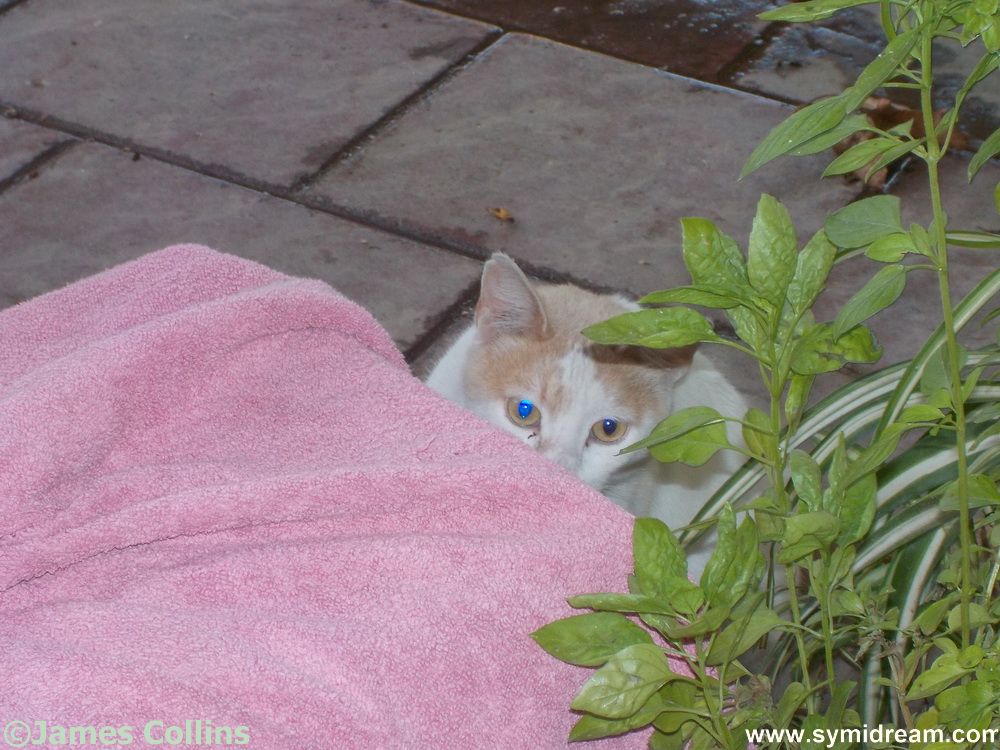 Symi Greece Symi Dream photos