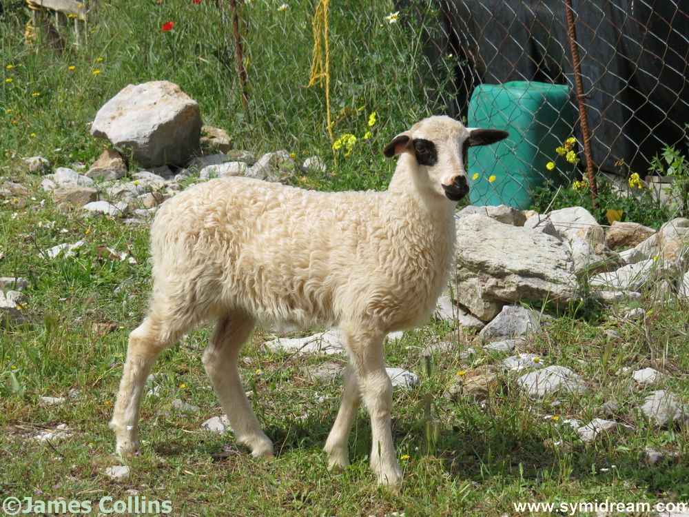 Symi Animal Welfare Summer Report, 2017 I received the SAW summer report, which I have put up as today's blog post. Here's the latest news direct from Symi's animal care charity, with some of my random shots of Symi animals. On Symi, the high temps have been with us for 2 months now, and most of our felines prefer to seek shade during the day, except for the usual cats who frequent the port tavernas at lunchtime, looking for kind tourists to give them some tasty morsels. More of the islands street cats venture out after dark, taking advantage of the cooler temperatures in the evenings, and go in search of something to eat. While food is more plentiful during the summer months, we always remind our residents and visitors that water is so important for all the island cats. The best way to help them is to provide a container of clean, fresh water on a daily basis, in a shady spot. Perhaps near to any rubbish bins, and you will see how many cats come just for a drink every evening. Recently we have had some reports of 'abandoned' kittens, which often happens at this time of the year. We advise that they are left where they are found, as usually the mother cat will return to her litter, and she knows where she left them. We are a small team, but we will always try to help where we can, especially if the kittens have been deliberately left near or in the bins (yes, sadly it happens), and we will try to find foster homes for them until they are old enough to fend for themselves. There is no animal shelter on Symi, and our resources are limited, and all of us on the team have acted as 'foster mums' to many tiny kittens over the years. If we have reports of a sick or injured cat we will go to see if we can catch it first, only then can it be treated and helped to recover from its aliment. Wild or feral cats can be very wary and extremely difficult to capture even when tempted by a tin of tasty sardines. As always, from the start of the season, we have received, via our SAW website, quite a few emails, and this year, more have been on the subject of dogs. Visitors have reported that they have seen dogs kept on a chain. They have told us of dogs who are thin, or not in good condition, or that there wasn't any food/water visible, etc. We do know about most of these dogs, we know who owns them, and, if we don't, we can easily find out. But the most we can do is to speak with the owners and alert them to the fact that their dog has been seen by visitors, and that its situation could be a cause for concern. Where we think the dog should be seen by a vet, then we will advise the owner accordingly. As there is a vet who visits from Rodos every four weeks, it is then up to the owner to take the dog for treatment or a checkup. We are not the RSPCA, and unfortunately, we cannot do more for any dog who is kept outside as a guard dog or a farm dog and is not a family pet. On a more positive note, many young island people now own dogs as pets. They love them and do take good care of them, so attitudes are slowly changing. We are pleased to report that our Rhodian vet often has a very busy time on his Sunday morning consultations held at 'Pet Island', the pet shop in Yialos. One of our projects for the future is to secure premises that could be used for regular vet visits to Symi, which would be a great advantage for all of us who care for the island animals. If any local person has a suitable place in the Yialos area, then please contact us at SAW. Wishing all our friends and supporters a very happy summer! Best regards from Suzan, Antonella, Christina, Tove & Hazel. Symi Animal Welfare website