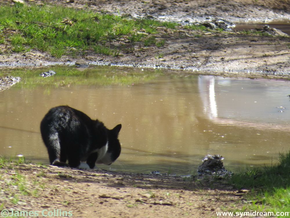 Symi Animal Welfare Summer Report, 2017 I received the SAW summer report, which I have put up as today's blog post. Here's the latest news direct from Symi's animal care charity, with some of my random shots of Symi animals. On Symi, the high temps have been with us for 2 months now, and most of our felines prefer to seek shade during the day, except for the usual cats who frequent the port tavernas at lunchtime, looking for kind tourists to give them some tasty morsels. More of the islands street cats venture out after dark, taking advantage of the cooler temperatures in the evenings, and go in search of something to eat. While food is more plentiful during the summer months, we always remind our residents and visitors that water is so important for all the island cats. The best way to help them is to provide a container of clean, fresh water on a daily basis, in a shady spot. Perhaps near to any rubbish bins, and you will see how many cats come just for a drink every evening. Recently we have had some reports of 'abandoned' kittens, which often happens at this time of the year. We advise that they are left where they are found, as usually the mother cat will return to her litter, and she knows where she left them. We are a small team, but we will always try to help where we can, especially if the kittens have been deliberately left near or in the bins (yes, sadly it happens), and we will try to find foster homes for them until they are old enough to fend for themselves. There is no animal shelter on Symi, and our resources are limited, and all of us on the team have acted as 'foster mums' to many tiny kittens over the years. If we have reports of a sick or injured cat we will go to see if we can catch it first, only then can it be treated and helped to recover from its aliment. Wild or feral cats can be very wary and extremely difficult to capture even when tempted by a tin of tasty sardines. As always, from the start of the season, we have received, via our SAW website, quite a few emails, and this year, more have been on the subject of dogs. Visitors have reported that they have seen dogs kept on a chain. They have told us of dogs who are thin, or not in good condition, or that there wasn't any food/water visible, etc. We do know about most of these dogs, we know who owns them, and, if we don't, we can easily find out. But the most we can do is to speak with the owners and alert them to the fact that their dog has been seen by visitors, and that its situation could be a cause for concern. Where we think the dog should be seen by a vet, then we will advise the owner accordingly. As there is a vet who visits from Rodos every four weeks, it is then up to the owner to take the dog for treatment or a checkup. We are not the RSPCA, and unfortunately, we cannot do more for any dog who is kept outside as a guard dog or a farm dog and is not a family pet. On a more positive note, many young island people now own dogs as pets. They love them and do take good care of them, so attitudes are slowly changing. We are pleased to report that our Rhodian vet often has a very busy time on his Sunday morning consultations held at 'Pet Island', the pet shop in Yialos. One of our projects for the future is to secure premises that could be used for regular vet visits to Symi, which would be a great advantage for all of us who care for the island animals. If any local person has a suitable place in the Yialos area, then please contact us at SAW. Wishing all our friends and supporters a very happy summer! Best regards from Suzan, Antonella, Christina, Tove & Hazel. Symi Animal Welfare website