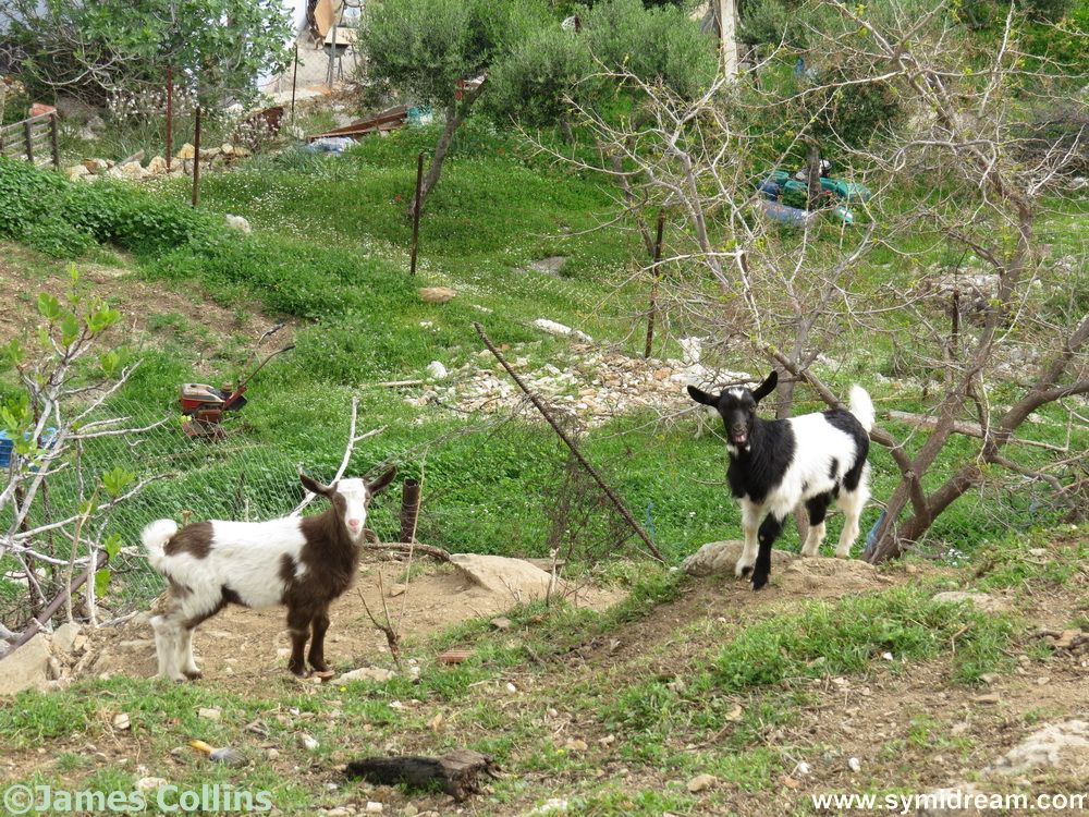 Symi Animal Welfare Summer Report, 2017 I received the SAW summer report, which I have put up as today's blog post. Here's the latest news direct from Symi's animal care charity, with some of my random shots of Symi animals. On Symi, the high temps have been with us for 2 months now, and most of our felines prefer to seek shade during the day, except for the usual cats who frequent the port tavernas at lunchtime, looking for kind tourists to give them some tasty morsels. More of the islands street cats venture out after dark, taking advantage of the cooler temperatures in the evenings, and go in search of something to eat. While food is more plentiful during the summer months, we always remind our residents and visitors that water is so important for all the island cats. The best way to help them is to provide a container of clean, fresh water on a daily basis, in a shady spot. Perhaps near to any rubbish bins, and you will see how many cats come just for a drink every evening. Recently we have had some reports of 'abandoned' kittens, which often happens at this time of the year. We advise that they are left where they are found, as usually the mother cat will return to her litter, and she knows where she left them. We are a small team, but we will always try to help where we can, especially if the kittens have been deliberately left near or in the bins (yes, sadly it happens), and we will try to find foster homes for them until they are old enough to fend for themselves. There is no animal shelter on Symi, and our resources are limited, and all of us on the team have acted as 'foster mums' to many tiny kittens over the years. If we have reports of a sick or injured cat we will go to see if we can catch it first, only then can it be treated and helped to recover from its aliment. Wild or feral cats can be very wary and extremely difficult to capture even when tempted by a tin of tasty sardines. As always, from the start of the season, we have received, via our SAW website, quite a few emails, and this year, more have been on the subject of dogs. Visitors have reported that they have seen dogs kept on a chain. They have told us of dogs who are thin, or not in good condition, or that there wasn't any food/water visible, etc. We do know about most of these dogs, we know who owns them, and, if we don't, we can easily find out. But the most we can do is to speak with the owners and alert them to the fact that their dog has been seen by visitors, and that its situation could be a cause for concern. Where we think the dog should be seen by a vet, then we will advise the owner accordingly. As there is a vet who visits from Rodos every four weeks, it is then up to the owner to take the dog for treatment or a checkup. We are not the RSPCA, and unfortunately, we cannot do more for any dog who is kept outside as a guard dog or a farm dog and is not a family pet. On a more positive note, many young island people now own dogs as pets. They love them and do take good care of them, so attitudes are slowly changing. We are pleased to report that our Rhodian vet often has a very busy time on his Sunday morning consultations held at 'Pet Island', the pet shop in Yialos. One of our projects for the future is to secure premises that could be used for regular vet visits to Symi, which would be a great advantage for all of us who care for the island animals. If any local person has a suitable place in the Yialos area, then please contact us at SAW. Wishing all our friends and supporters a very happy summer! Best regards from Suzan, Antonella, Christina, Tove & Hazel. Symi Animal Welfare website