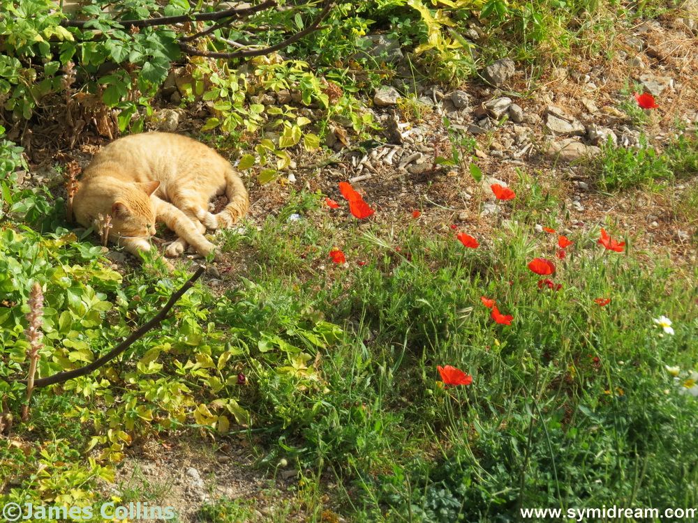 Symi Greece Symi Dream photos