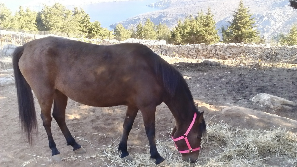 Symi Greece Symi Dream photos