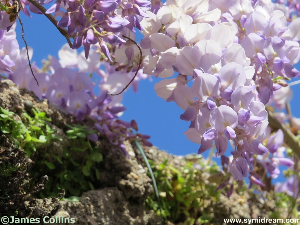 Symi Greece Symi Dream photos