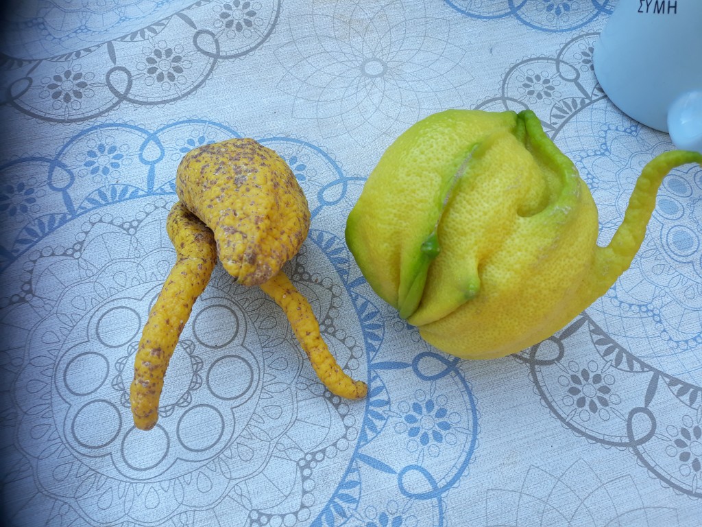 Both are lemons from the same tree