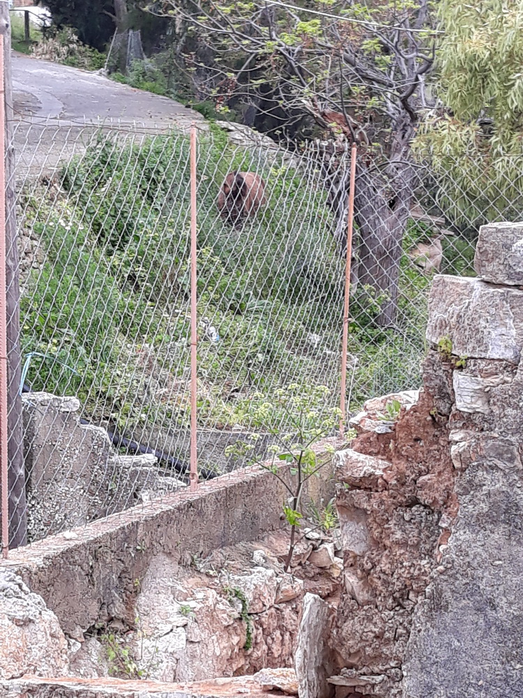 That blog is a mule parked up along the lane.