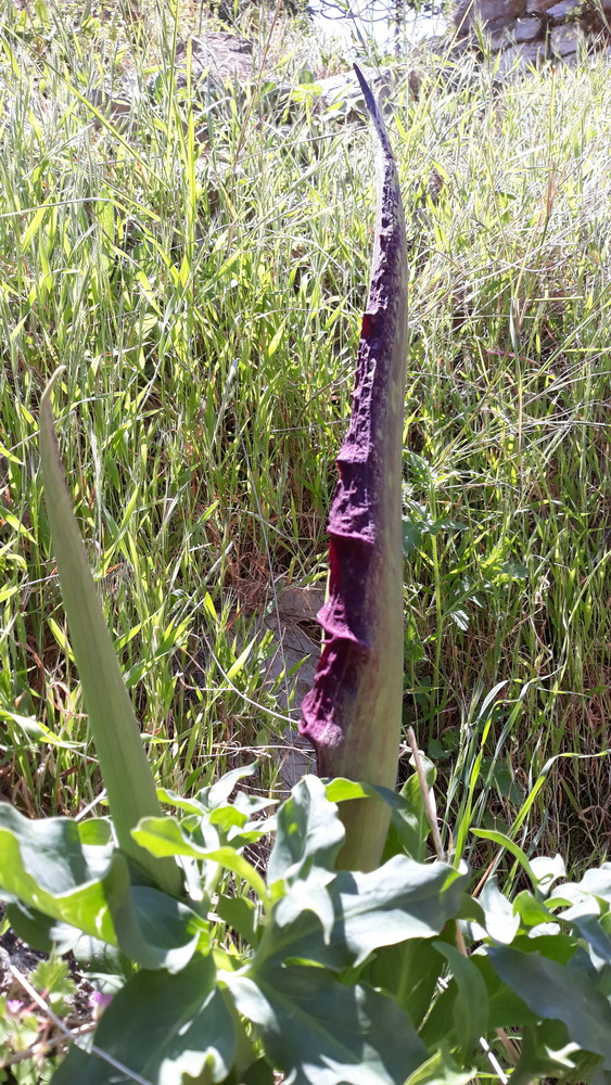 A 'Judas' plant about to flower.