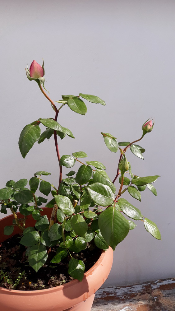 Sharry-Louise Rose is coming along