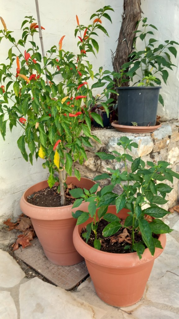Chilliwatch update
