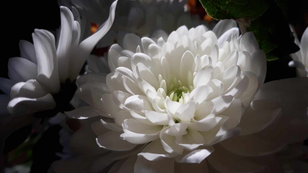 From my birthday bouqett (a classic Neil photo)