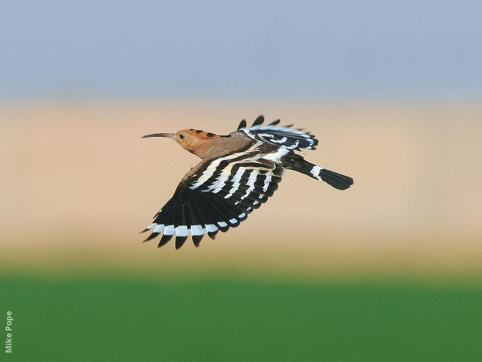 hoopoe 01