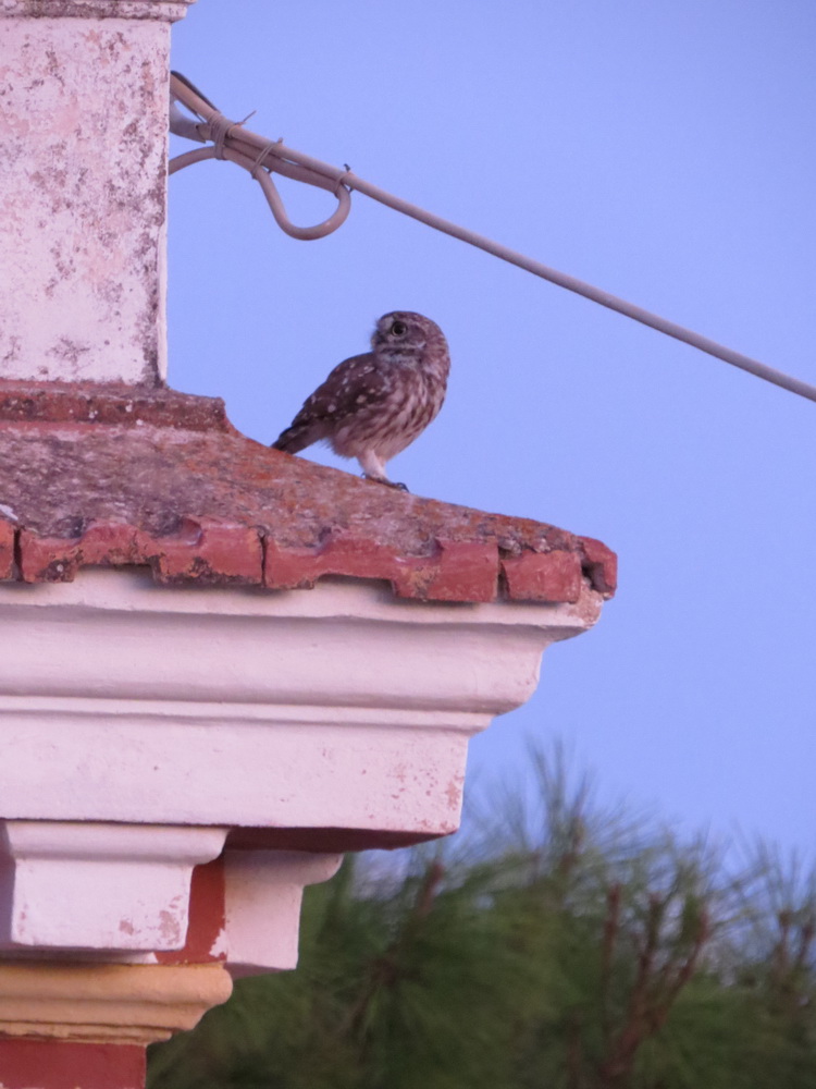 The little owl next door