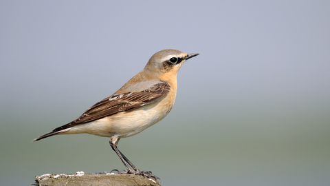 wheateater 02